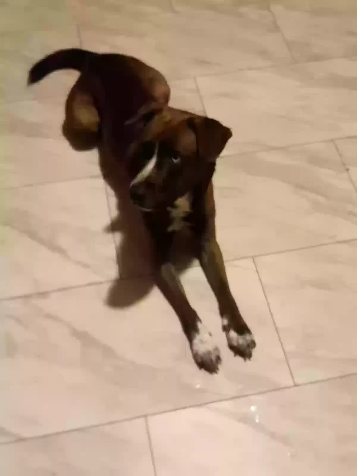 Lost dog in Springfield, MO, 65802