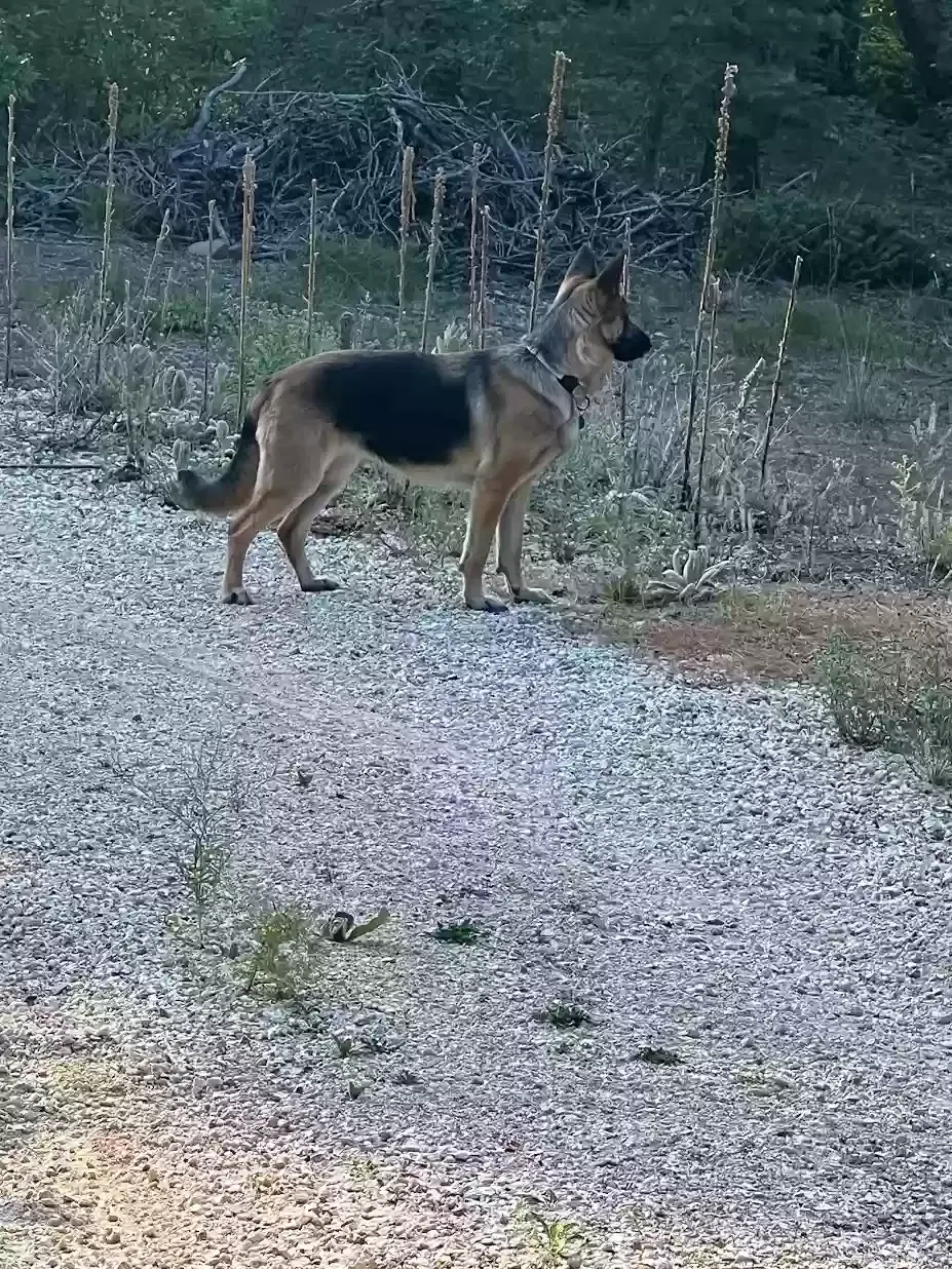 Lost dog in Wauconda, IL, 60084