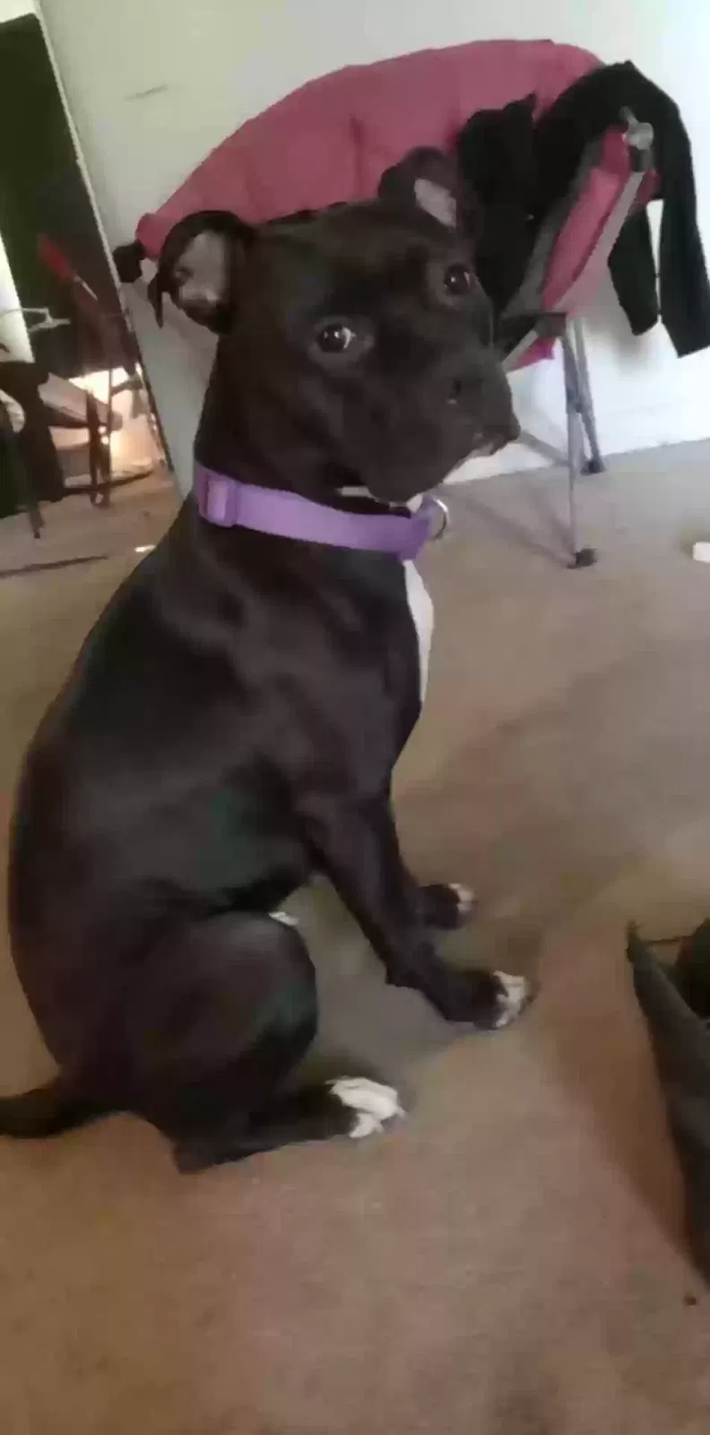Lost dog in Millville, NJ, 8332
