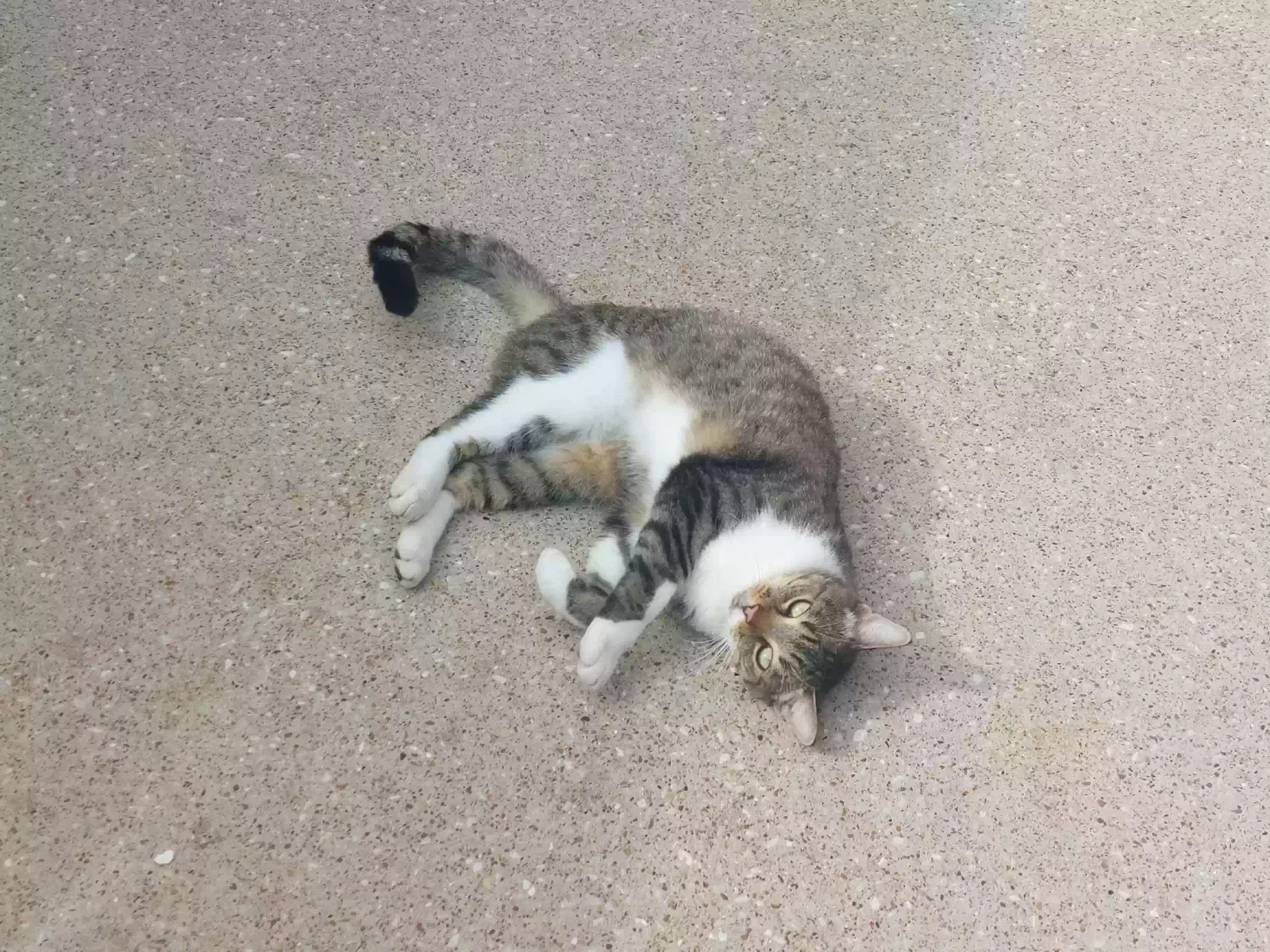 Found cat in Houston, TX, 77095