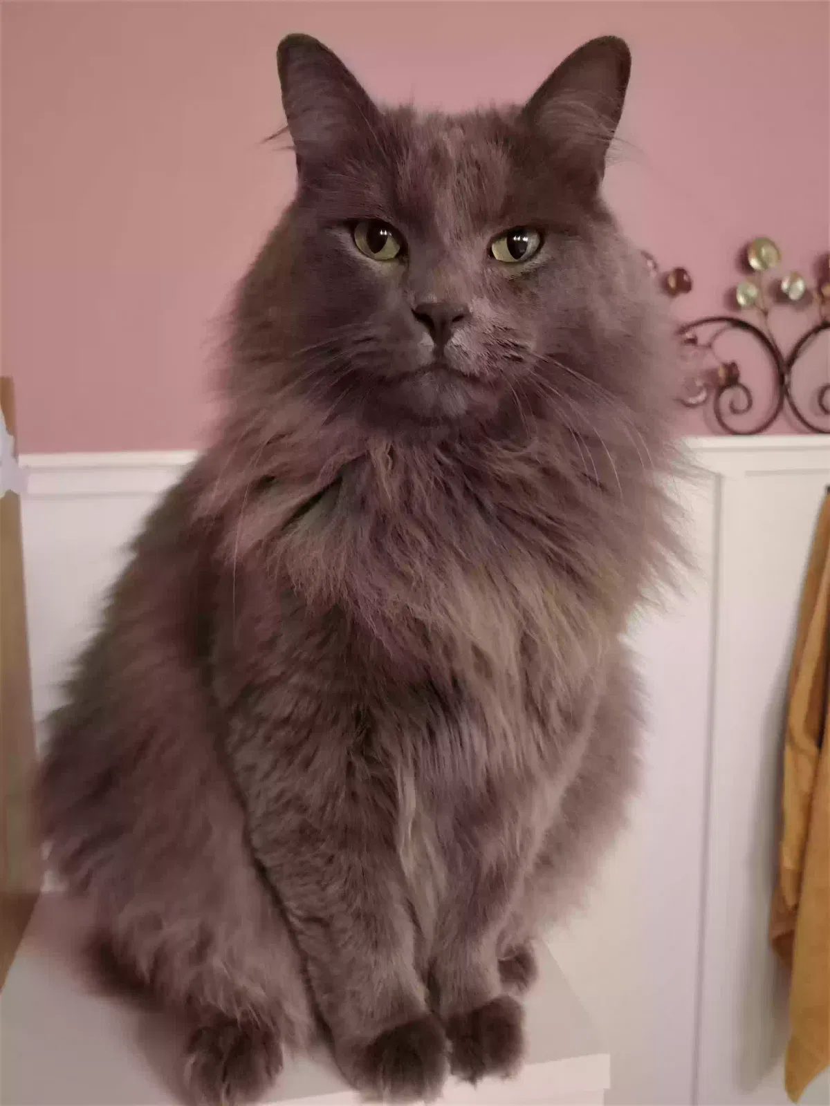 Lost cat in Brooklyn, NY, 11221