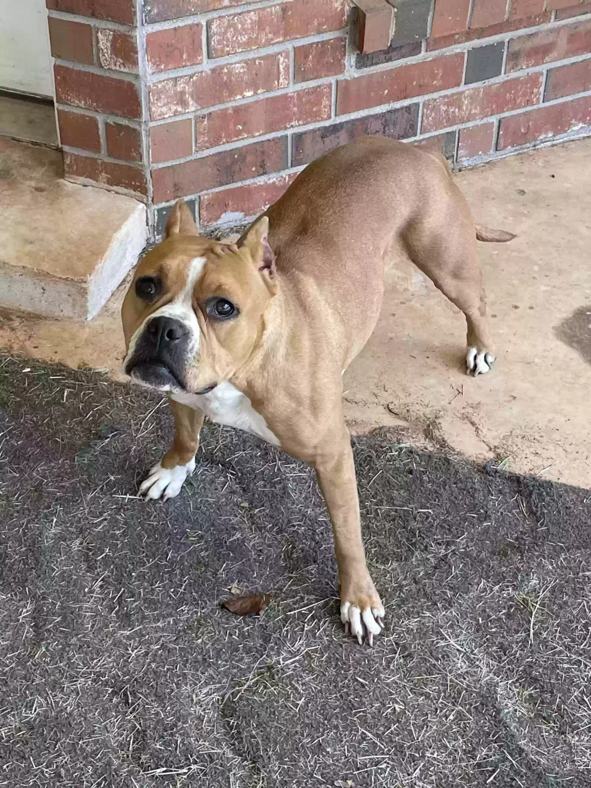 Lost dog in Oklahoma City, OK, 73179