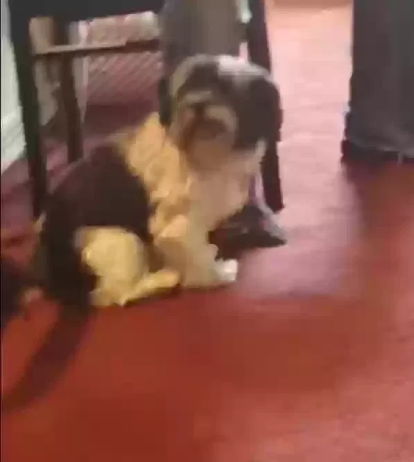 Lost dog in King Of Prussia, PA, 19406