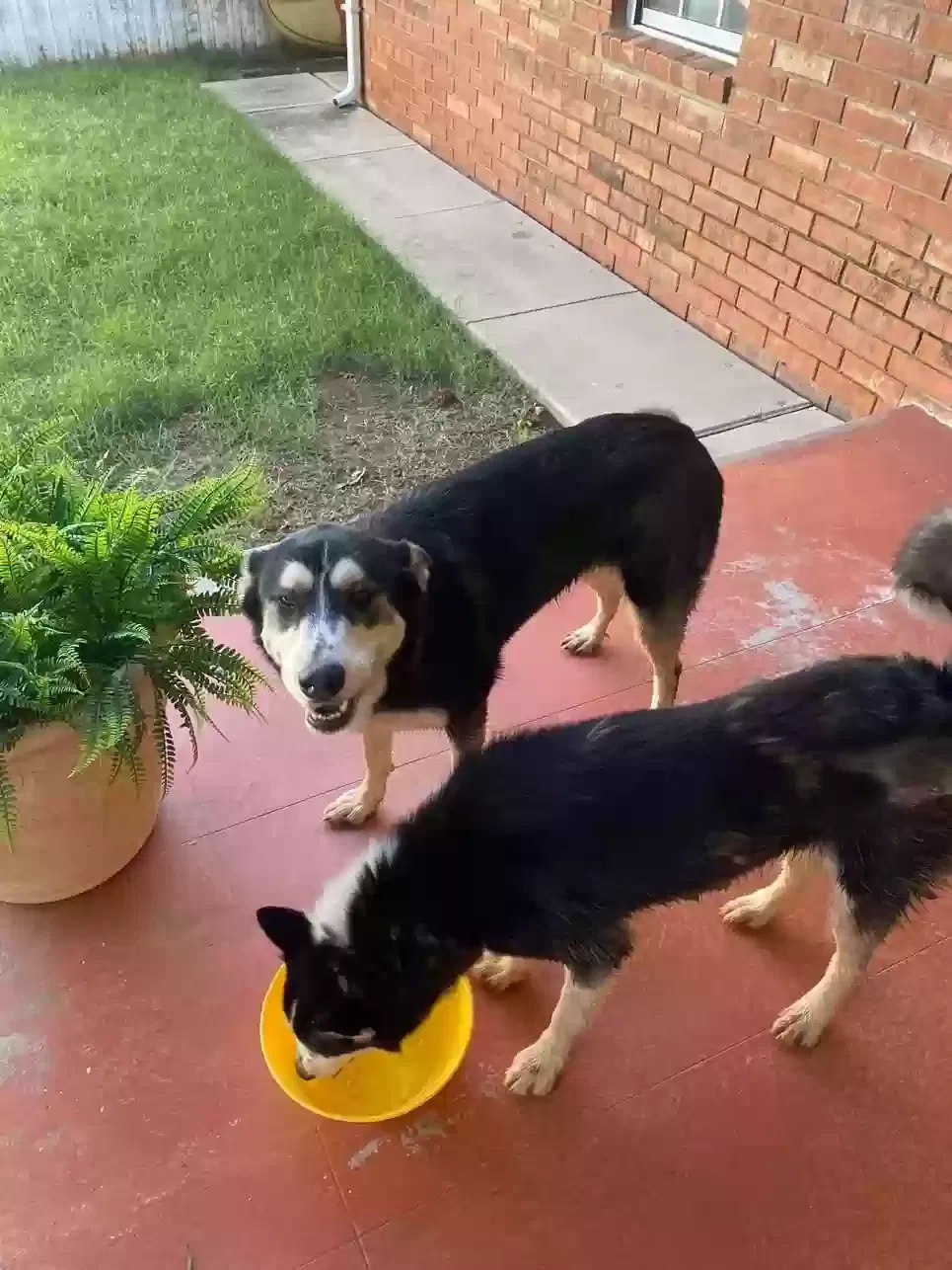 Lost dog in Oklahoma City, OK, 73139