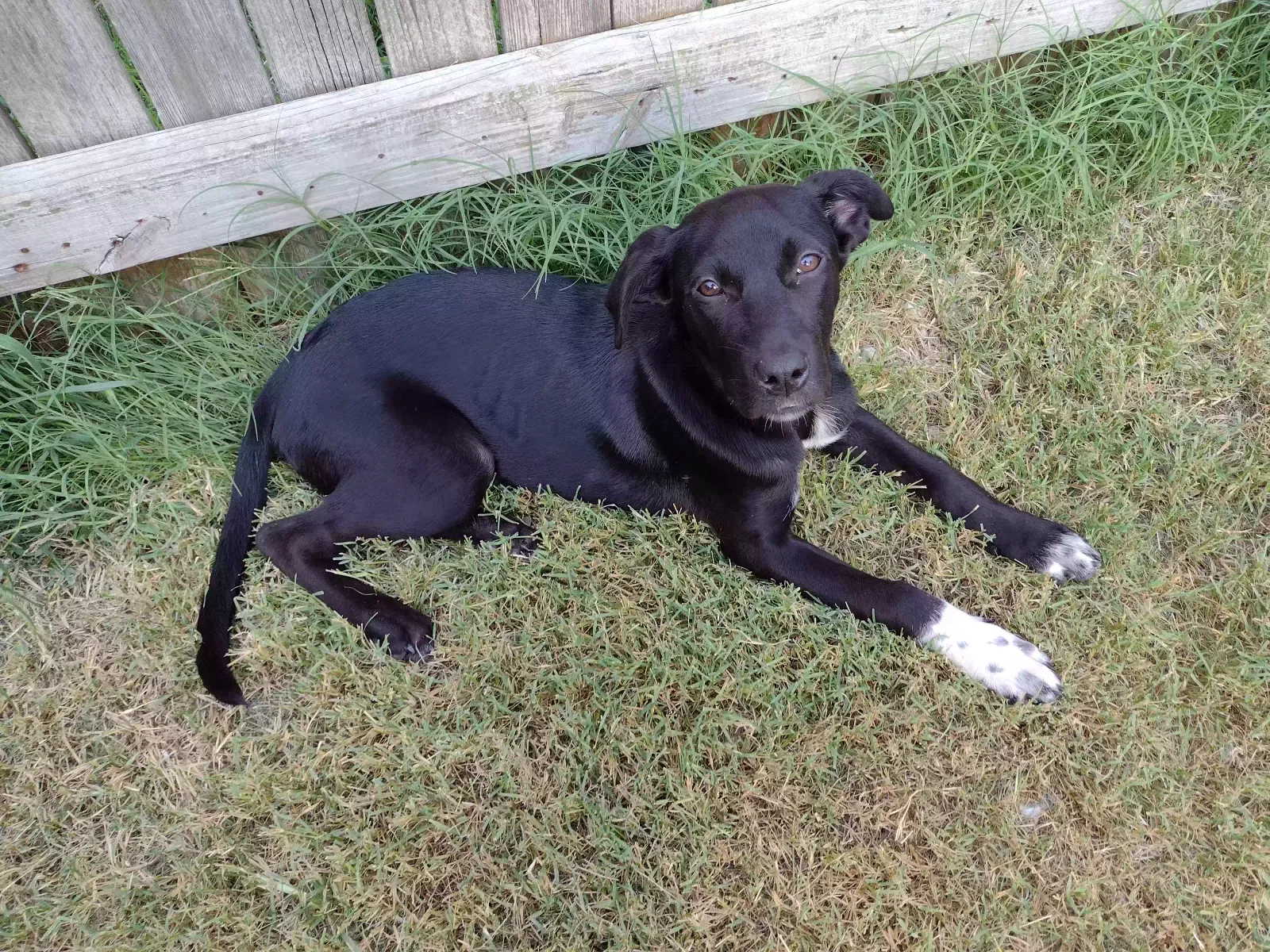 Lost dog in Tulsa, OK, 74104