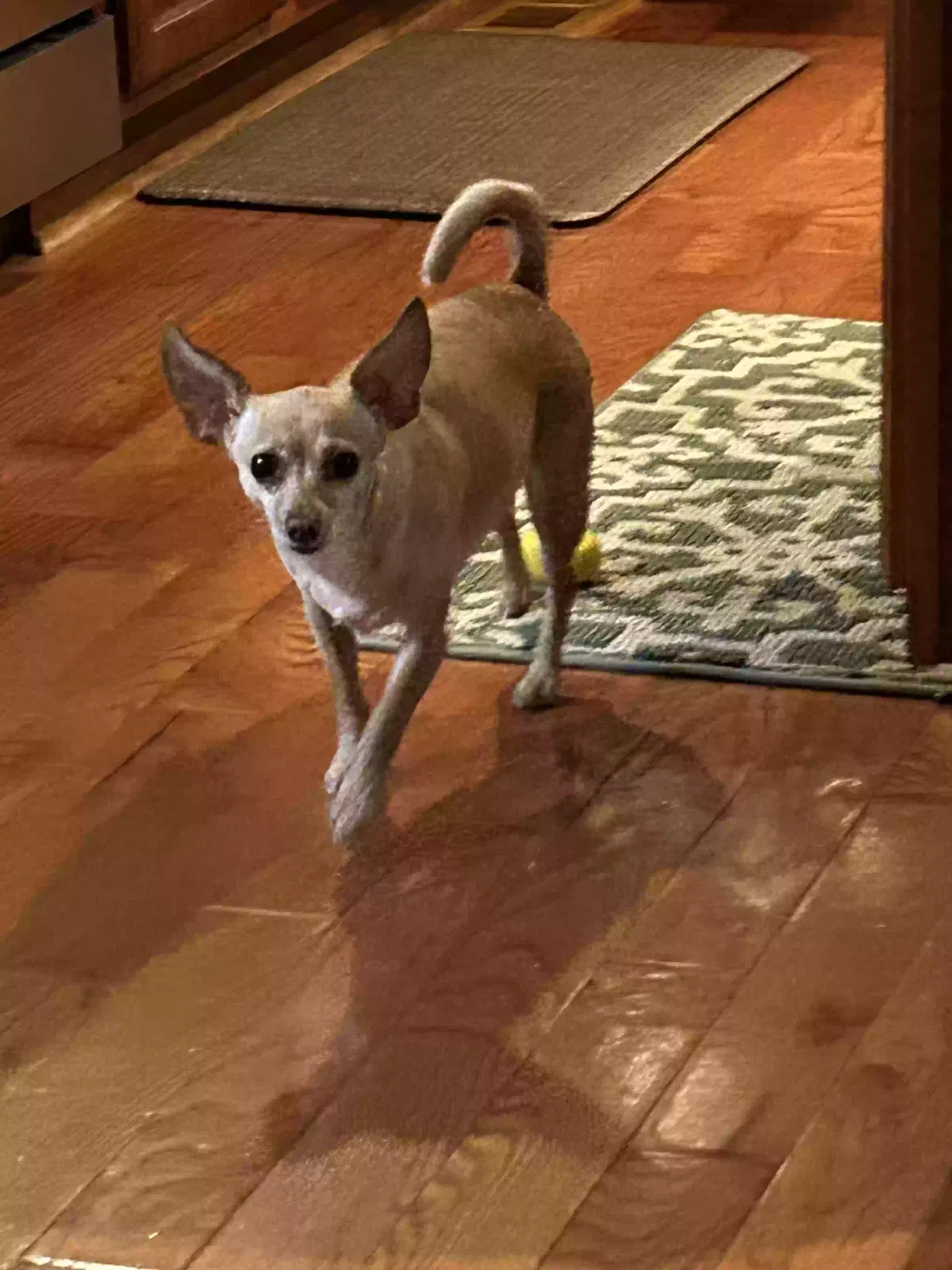 Lost dog in Henrico, VA, 23075