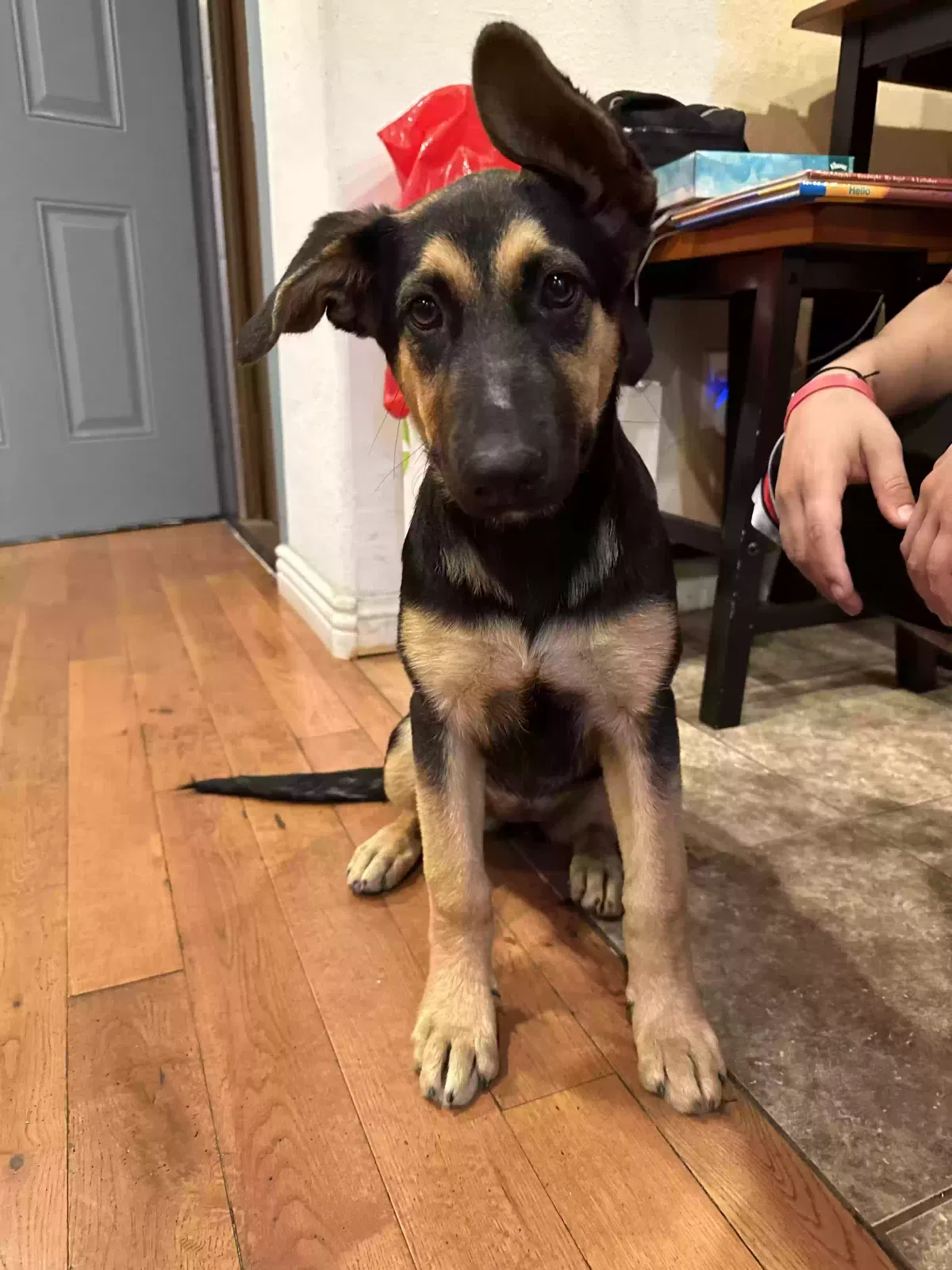 Lost dog in Los Angeles, CA, 90037