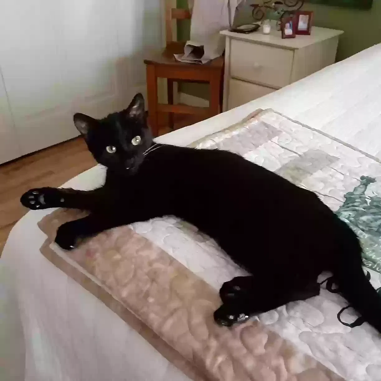 Lost cat in Anderson, SC, 29621