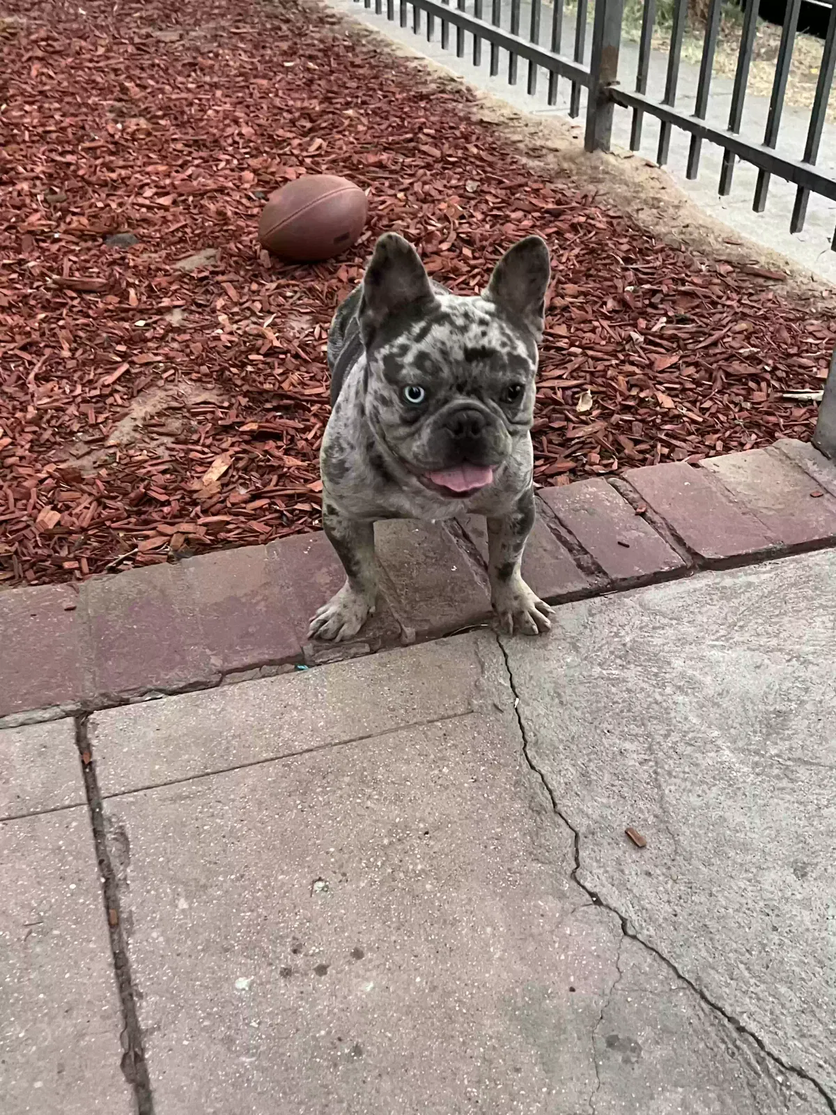 Lost dog in Los Angeles, CA, 90033
