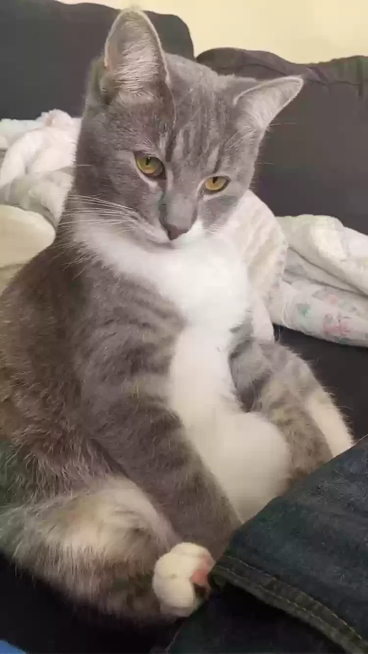 Lost cat in Overbrook, KS, 66524