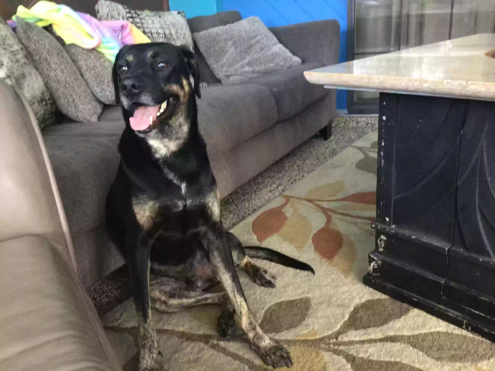 Lost dog in Lehigh Acres, FL, 33972