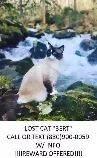 Lost cat in Cullowhee, NC, 28723