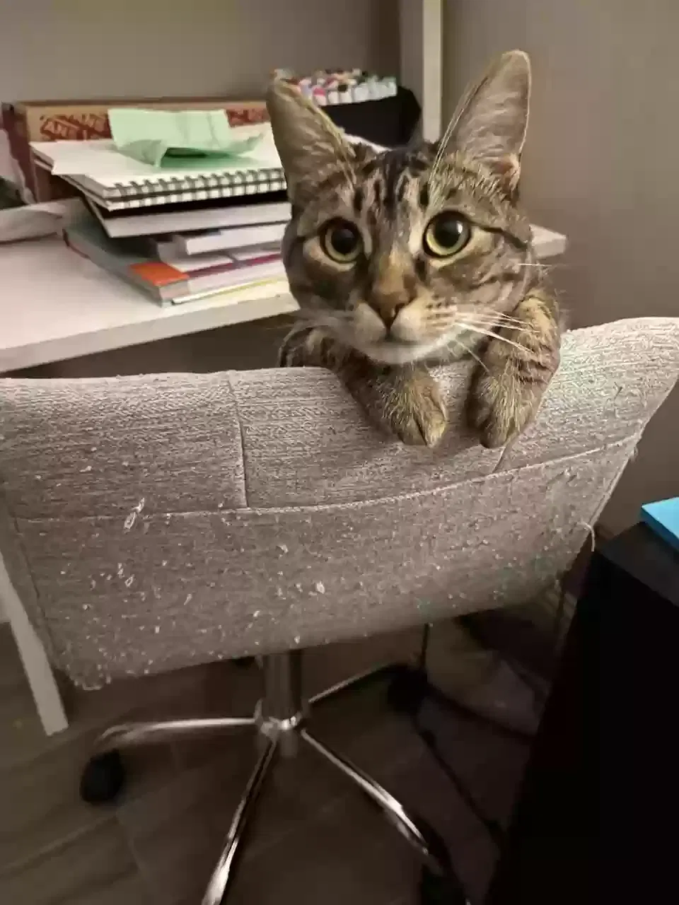 Lost cat in Santa Rosa, CA, 95409