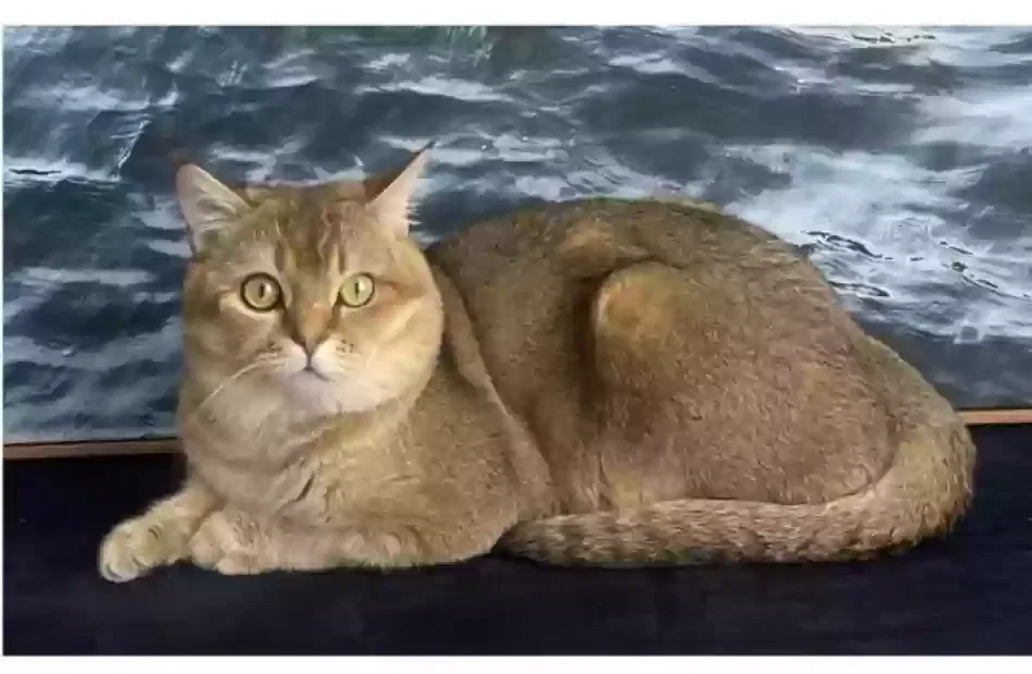 Lost cat in Union City, NJ, 7087