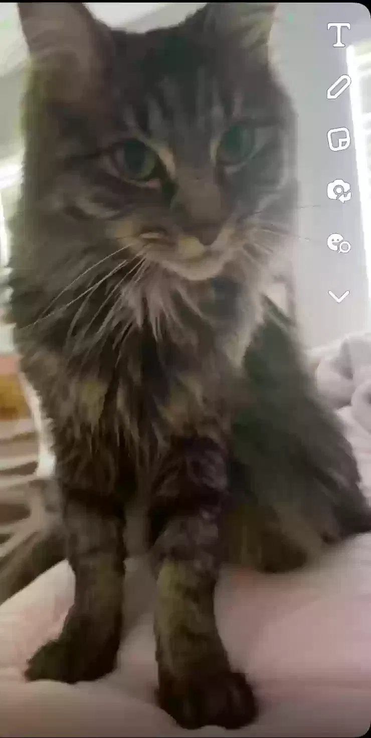 Lost cat in Powell, TN, 37849