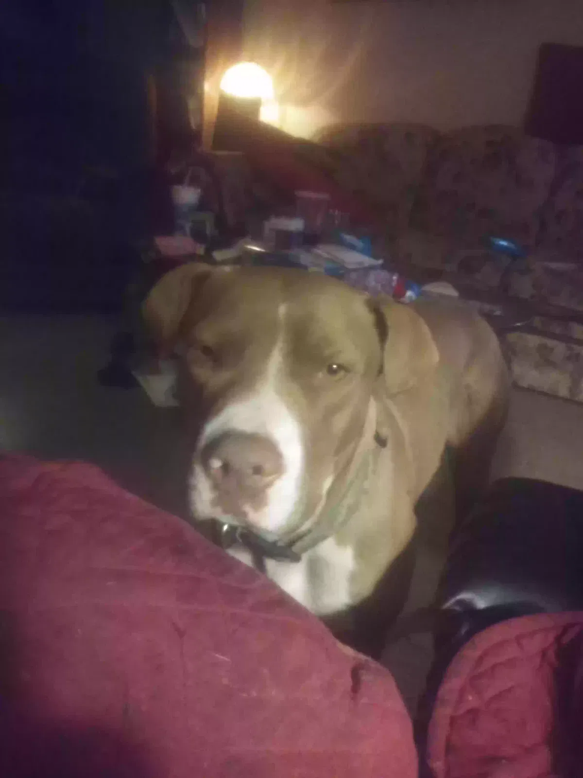 Lost dog in Hillsboro, KS, 67063