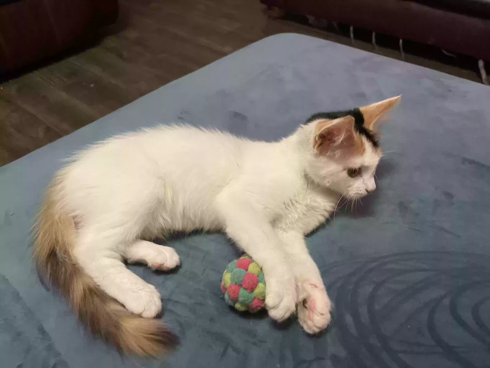 Lost cat in Del Valle, TX, 78617