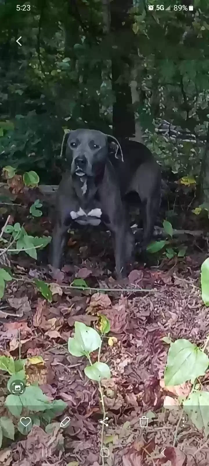 Found dog in Walkertown, NC, 27051