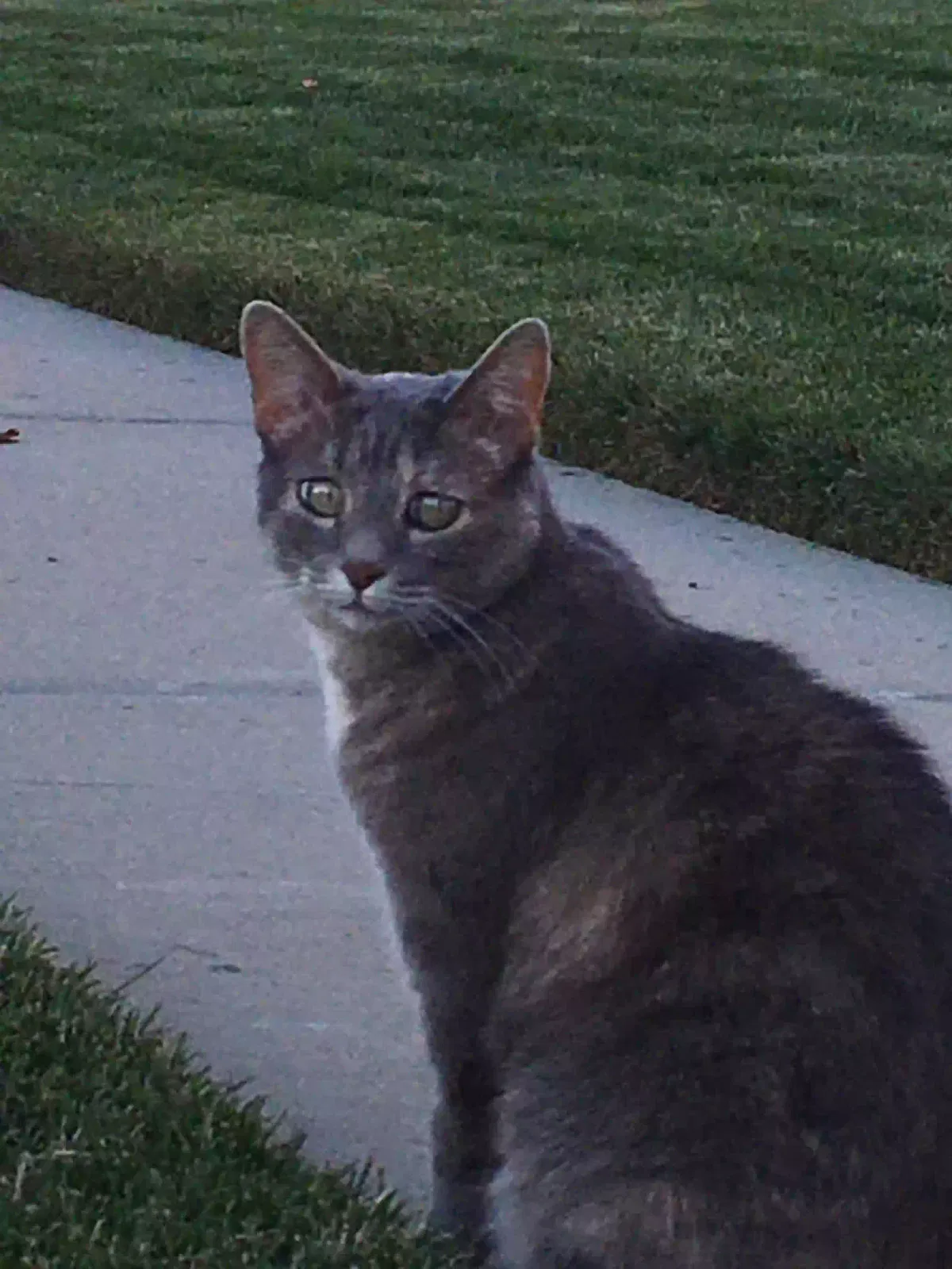 Found cat in Broomfield, CO, 80023