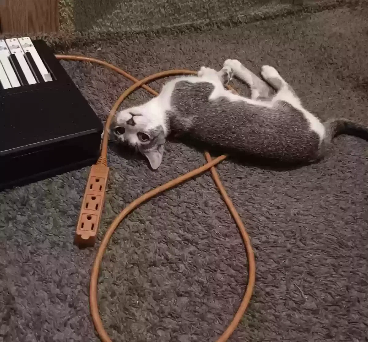 Lost cat in Reseda, CA, 91335