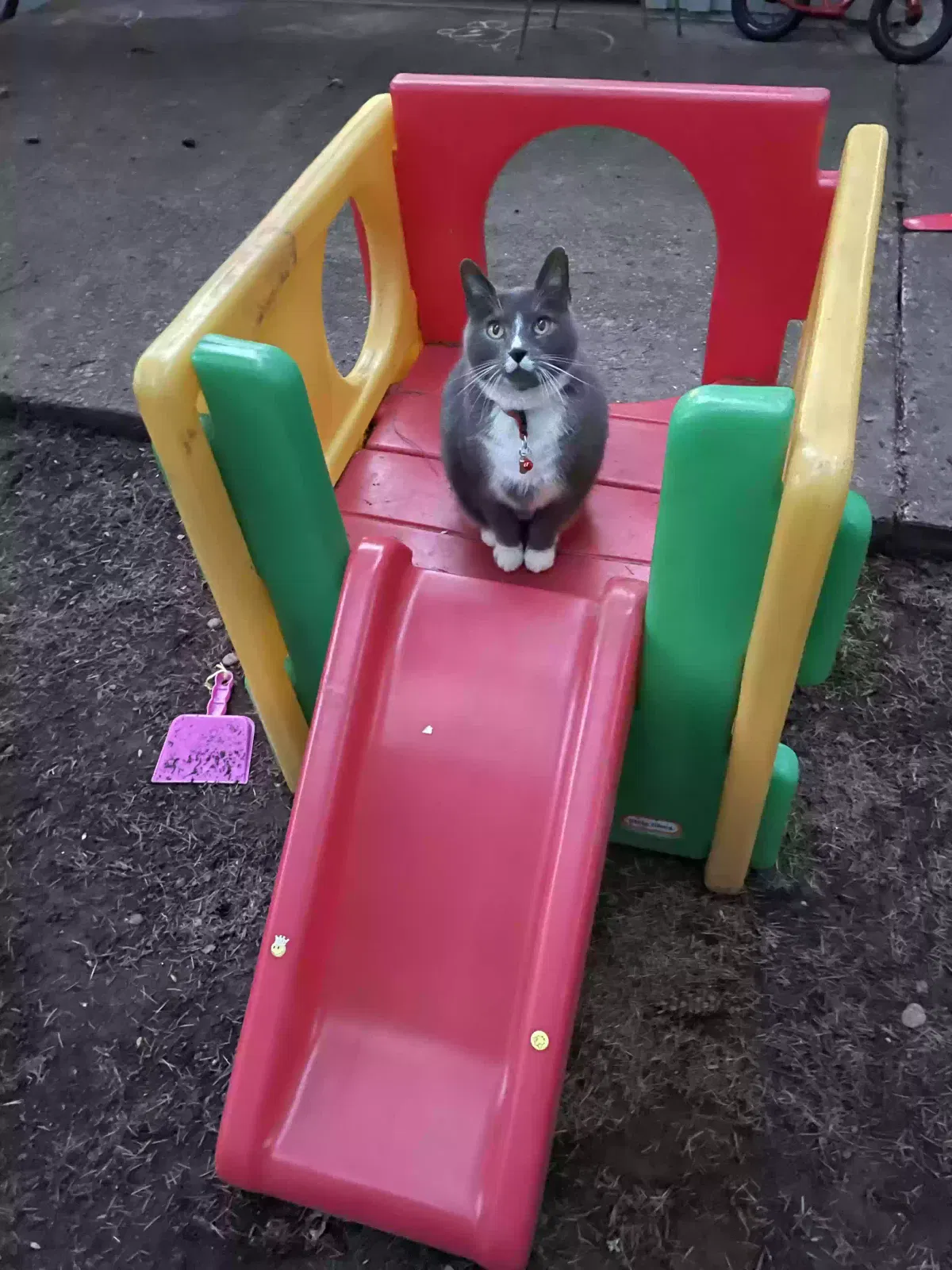 Lost cat in Lake Oswego, OR, 97035