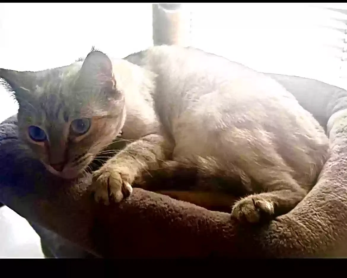 Lost cat in Canyon Country, CA, 91387