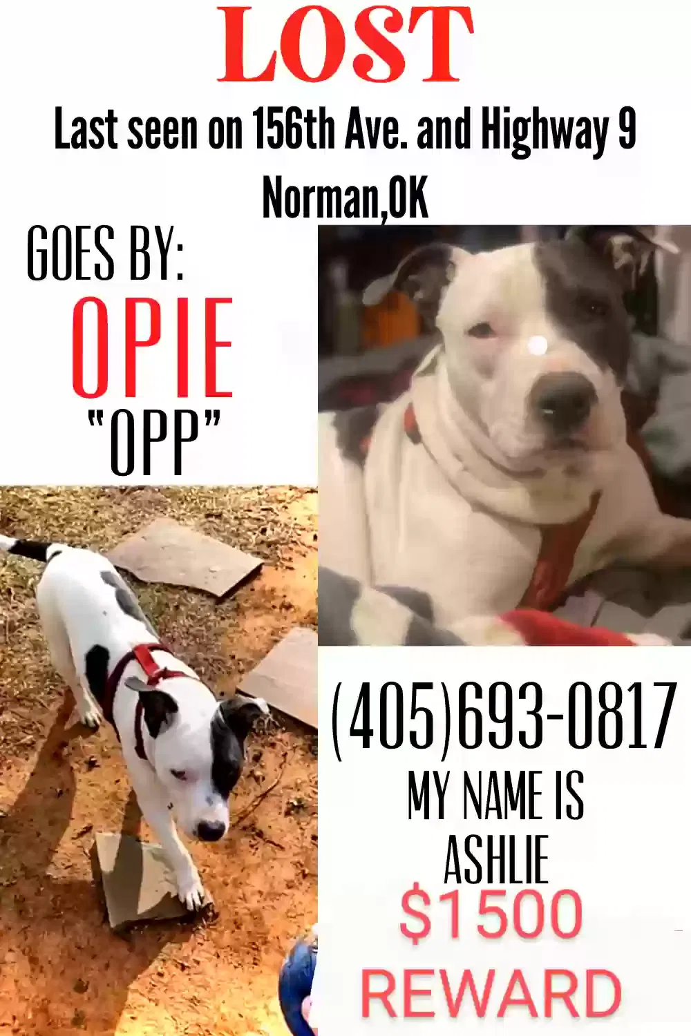 Lost dog in Norman, OK, 73026