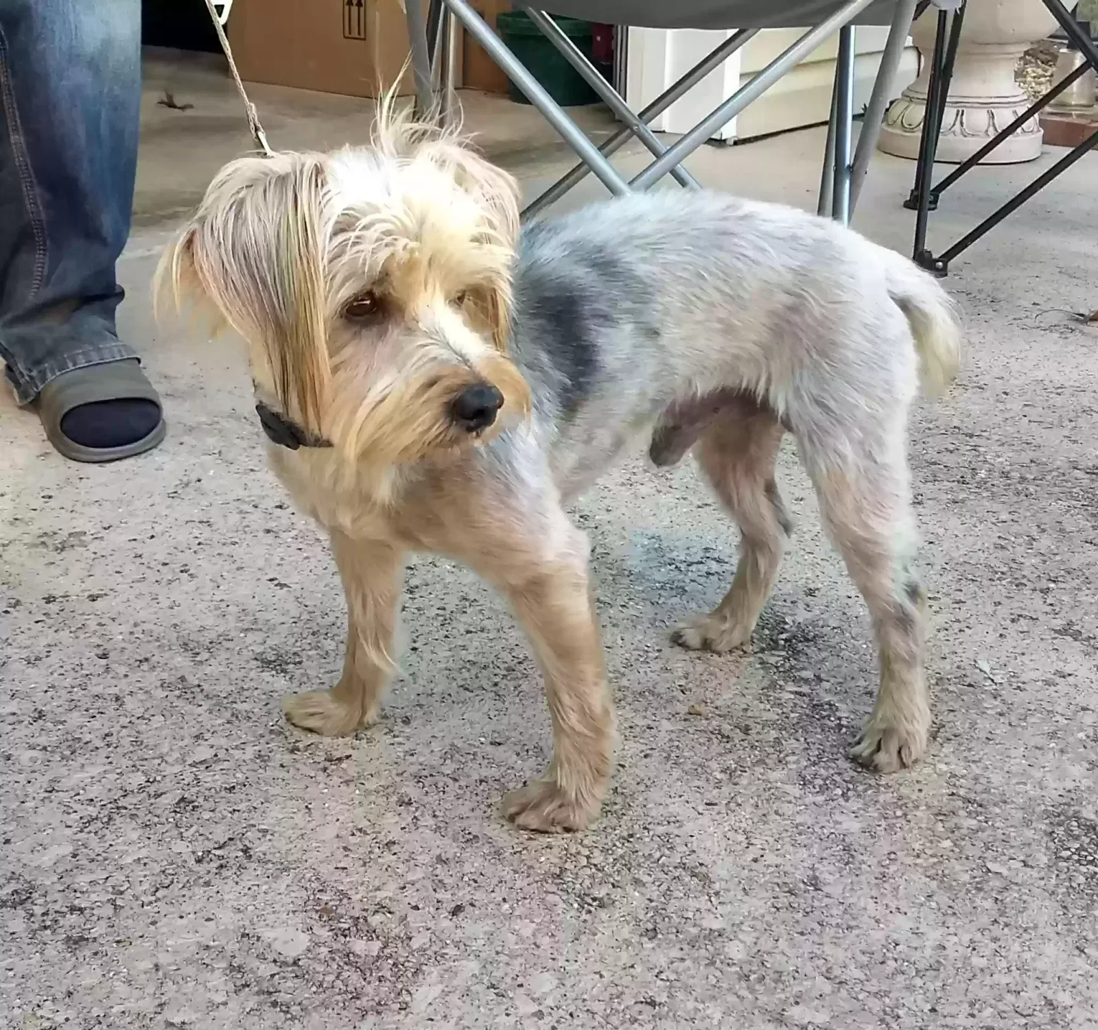 Found dog in Chattanooga, TN, 37421