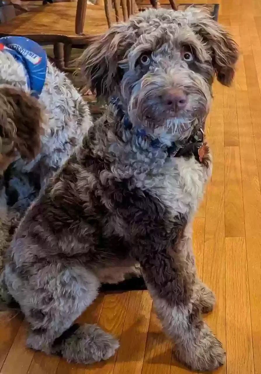 Lost dog in South Haven, MI, 49090