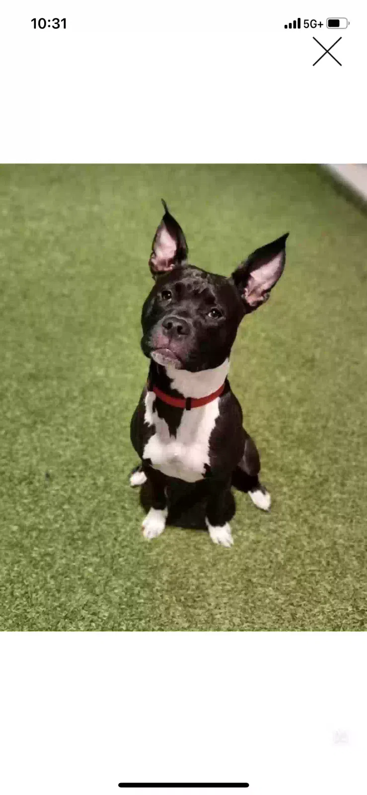 Lost dog in Raleigh, NC, 27603