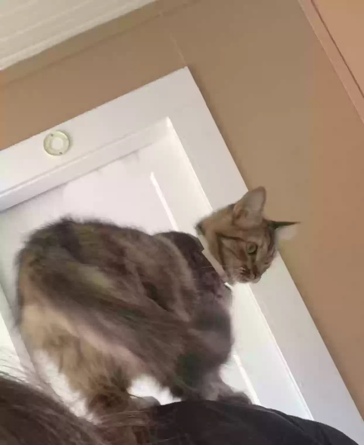 Lost cat in Groesbeck, TX, 76642