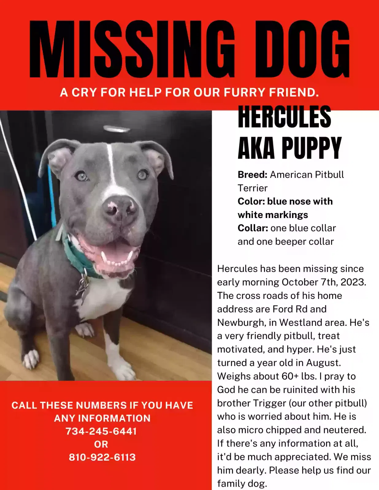 Lost dog in Westland, MI, 48185