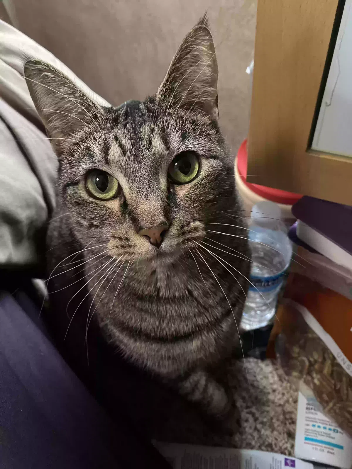Lost cat in Tahuya, WA, 98588
