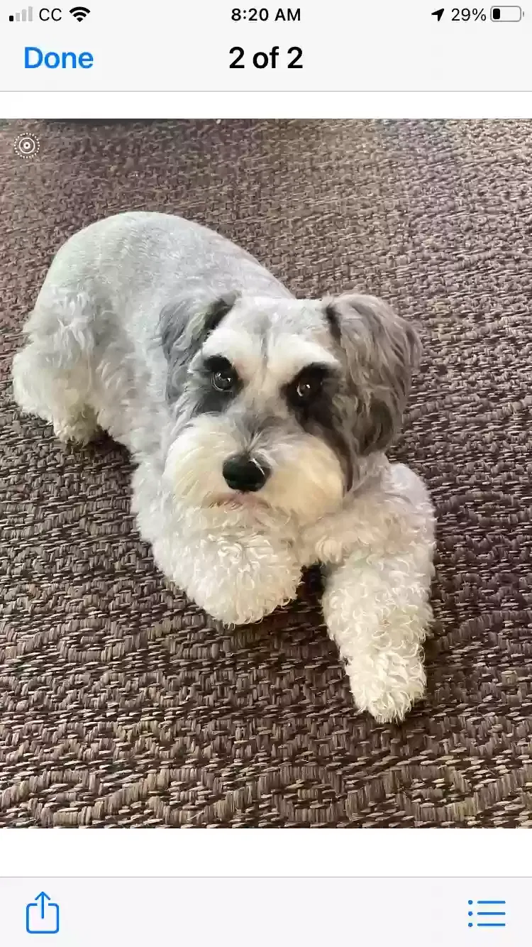 Lost dog in Trussville, AL, 35173