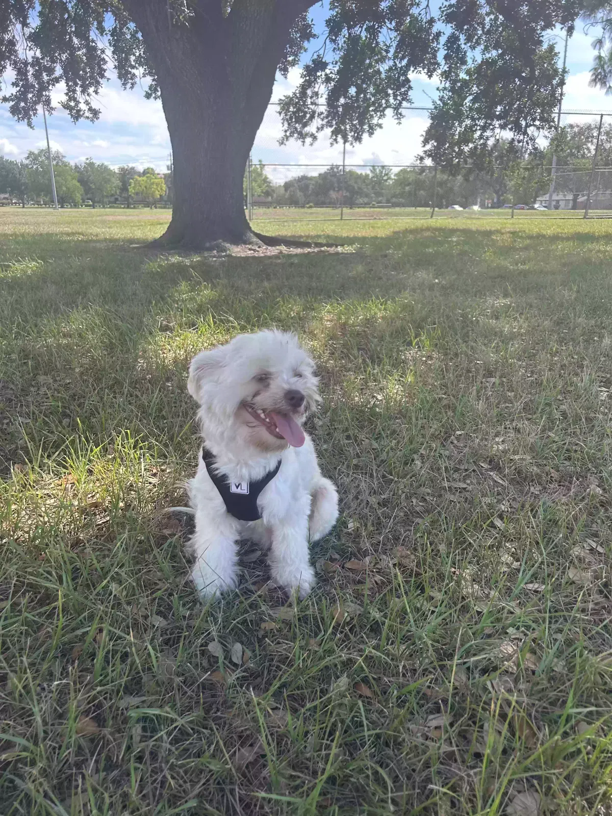 Lost dog in Houston, TX, 77045