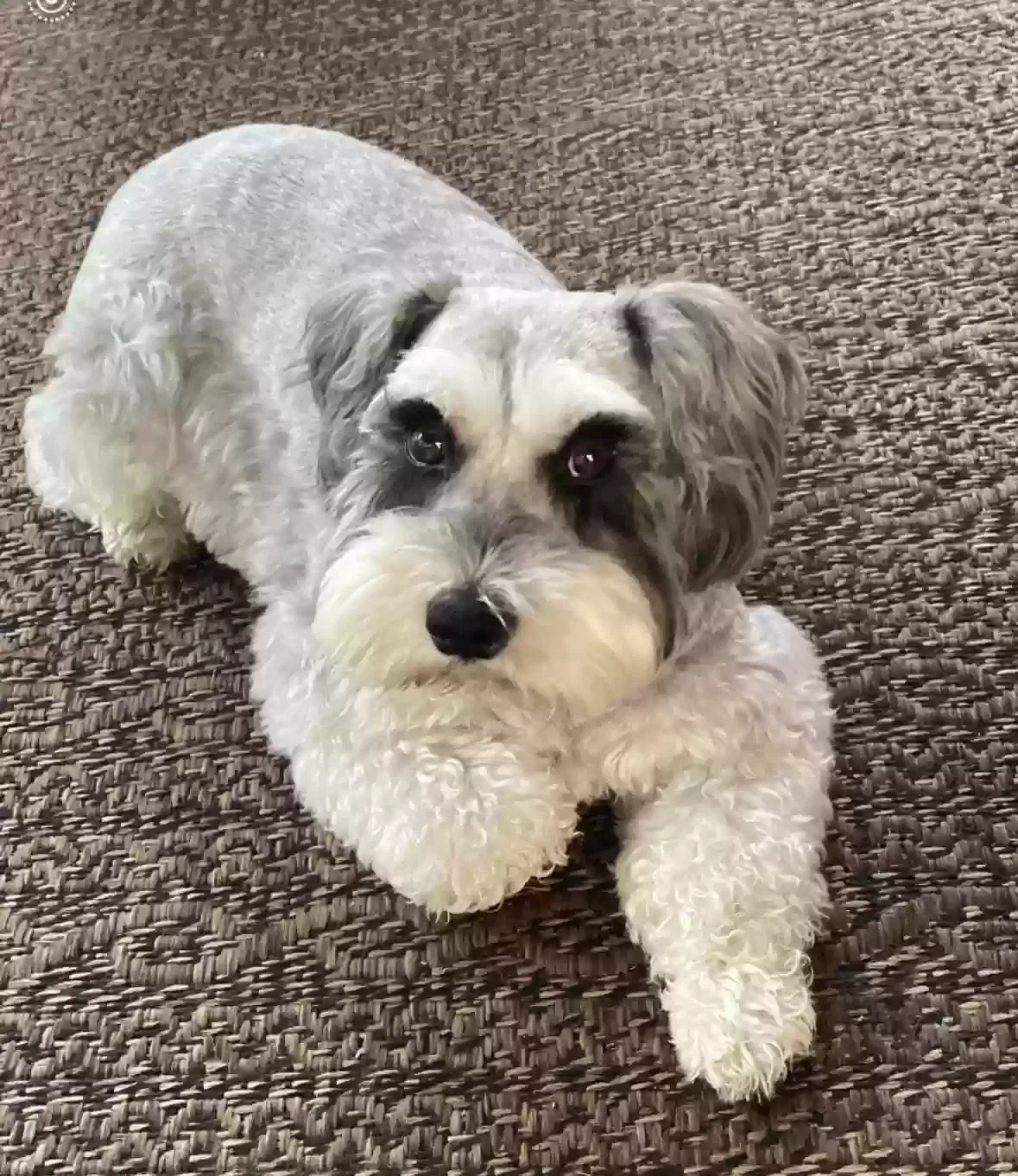 Lost dog in Unknown, AL, 35107