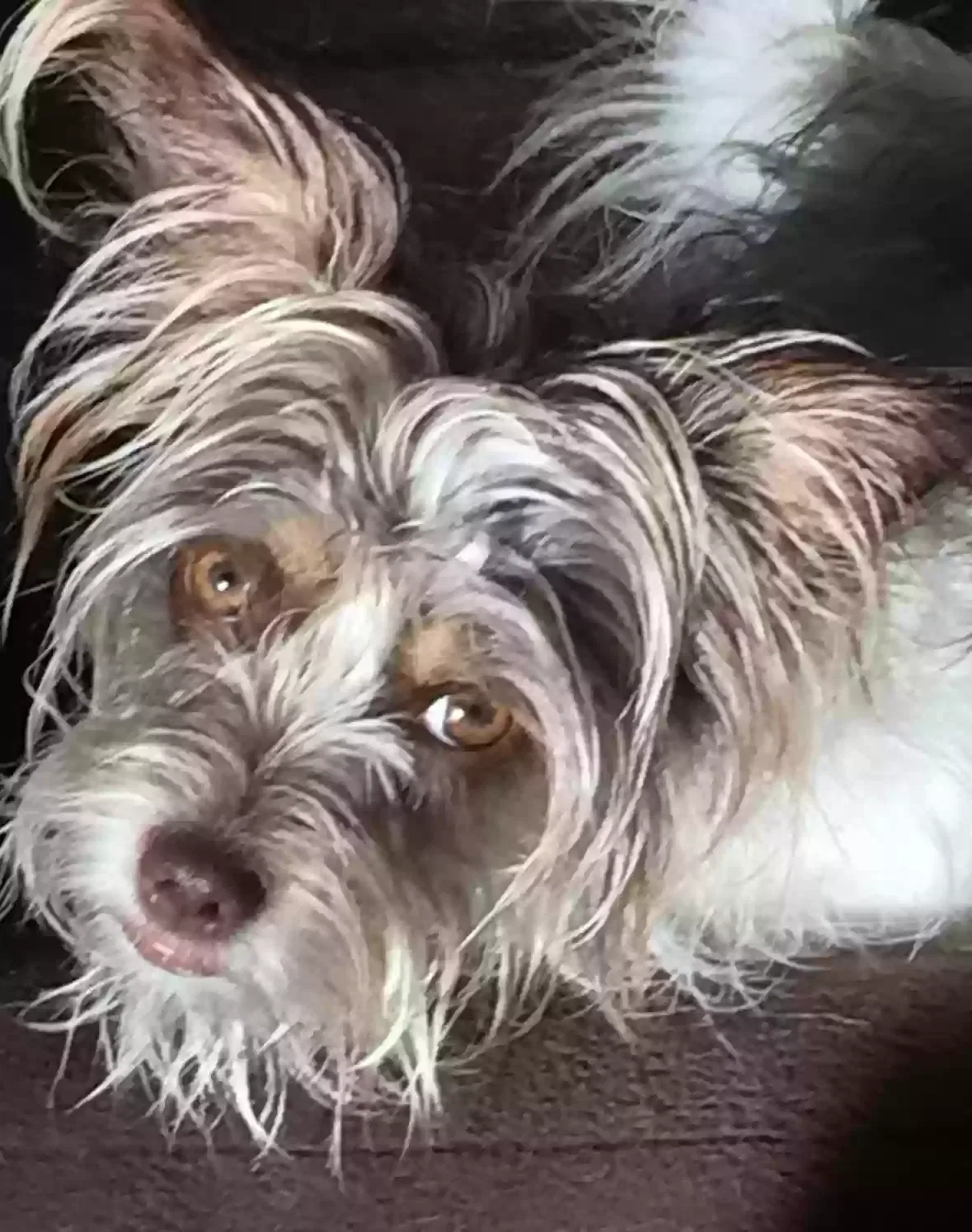 Lost dog in Trussville, AL, 35173