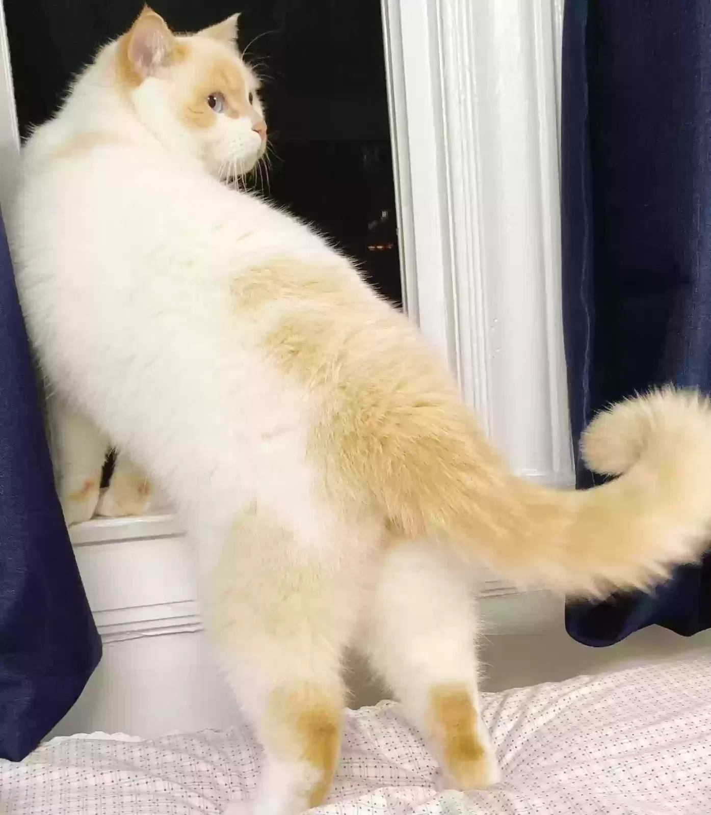 Lost cat in San Francisco, CA, 94122