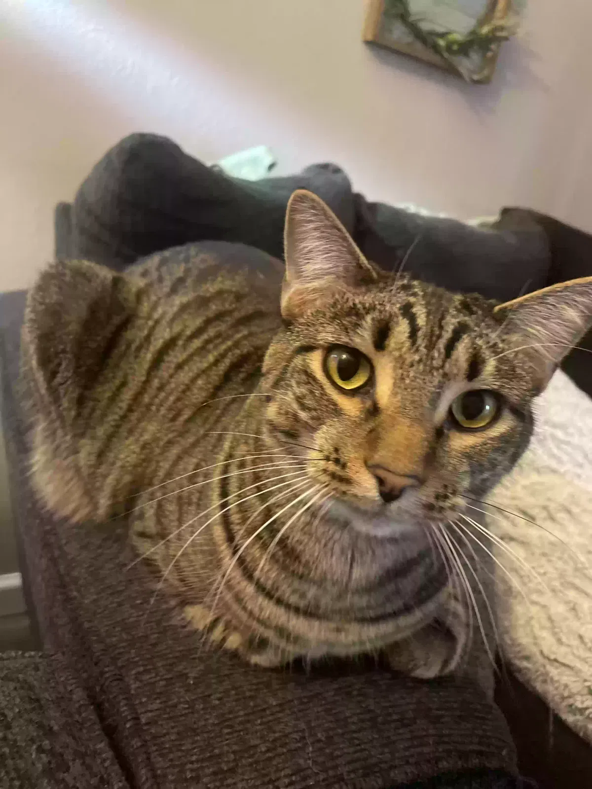 Lost cat in Denver, CO, 80260