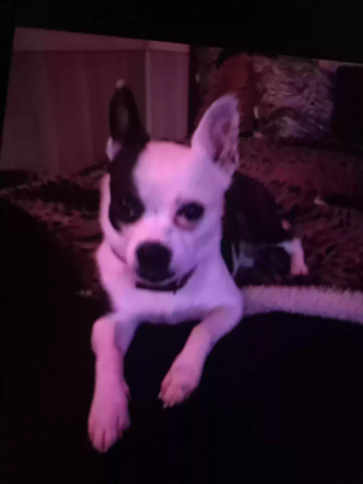 Found dog in Mount Sterling, KY, 40353