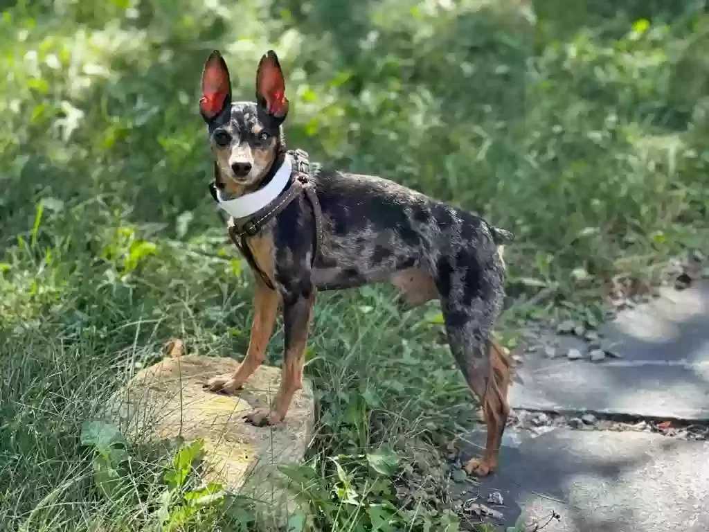 Lost dog in Miami, FL, 33143