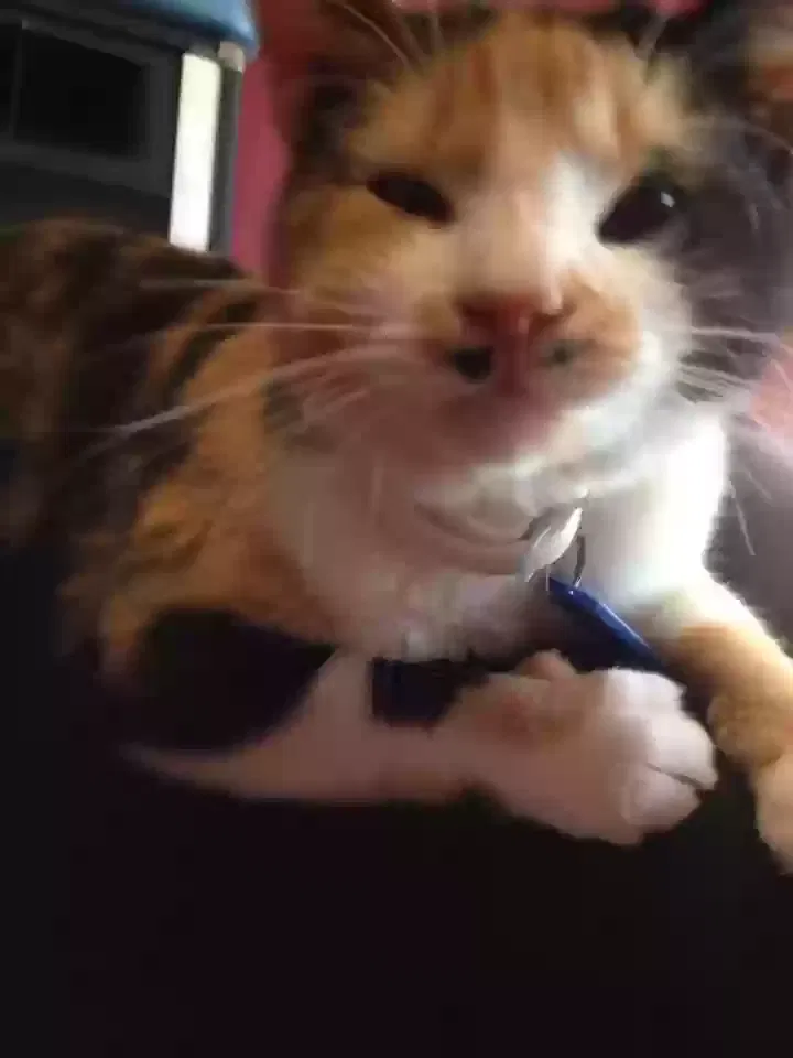 Lost cat in Palm Bay, FL, 32907