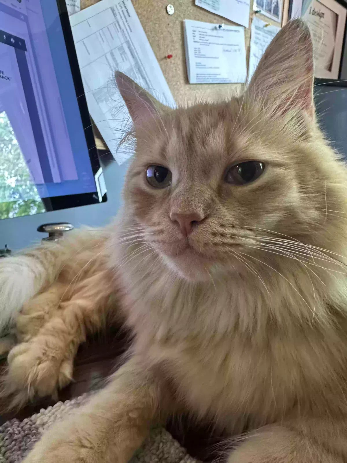 Lost cat in Brecksville, OH, 44141