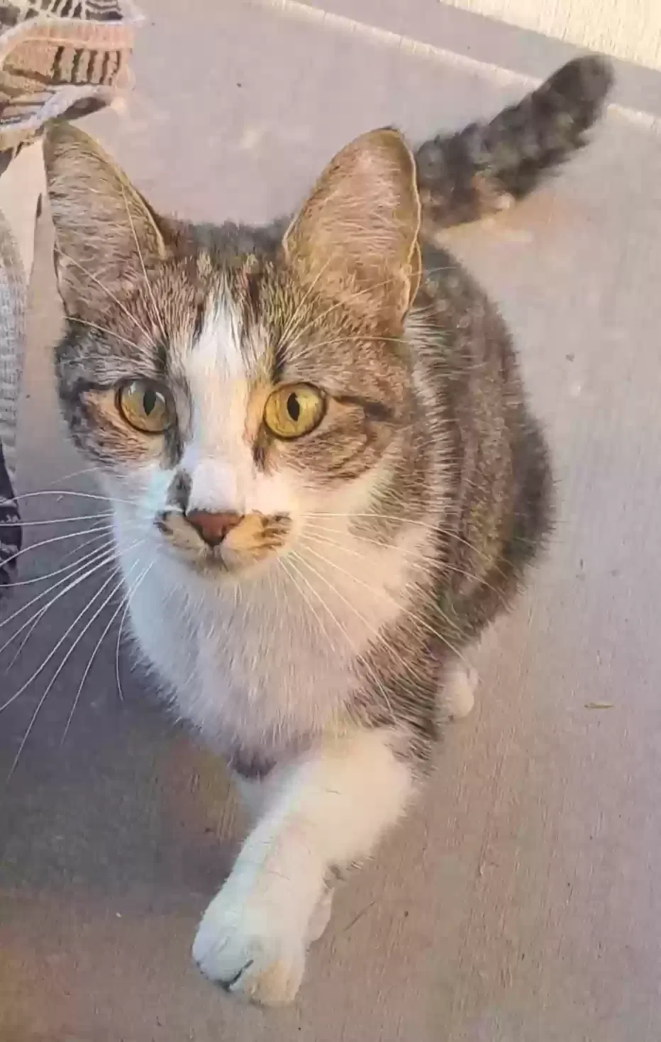 Found cat in Washington, UT, 84780