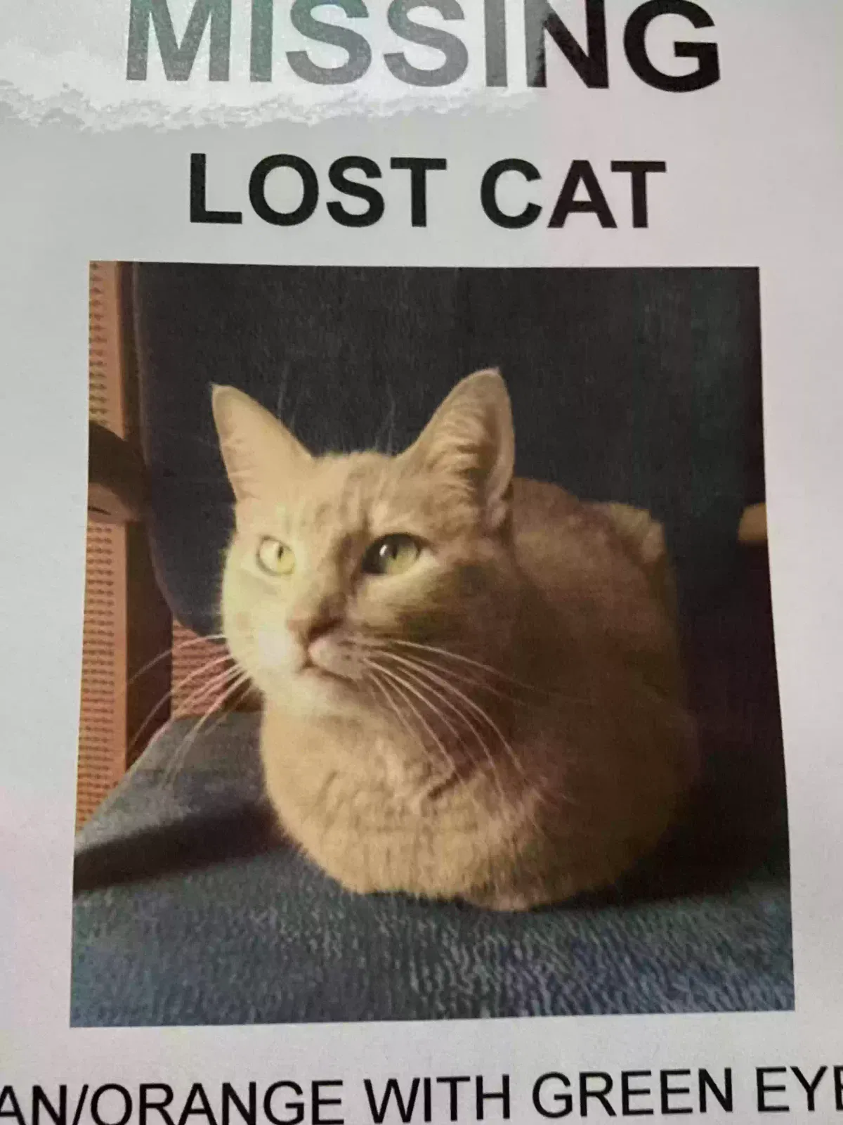 Lost cat in Farmington, MN, 55024