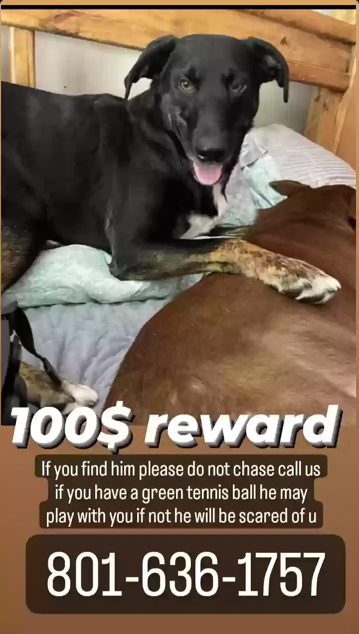 Lost dog in West Jordan, UT, 84088