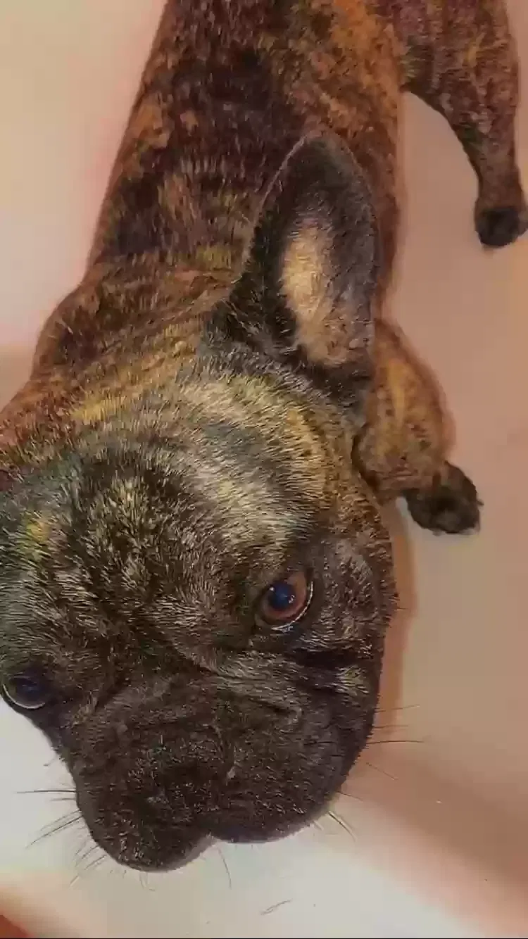 Lost dog in Richmond, CA, 94805