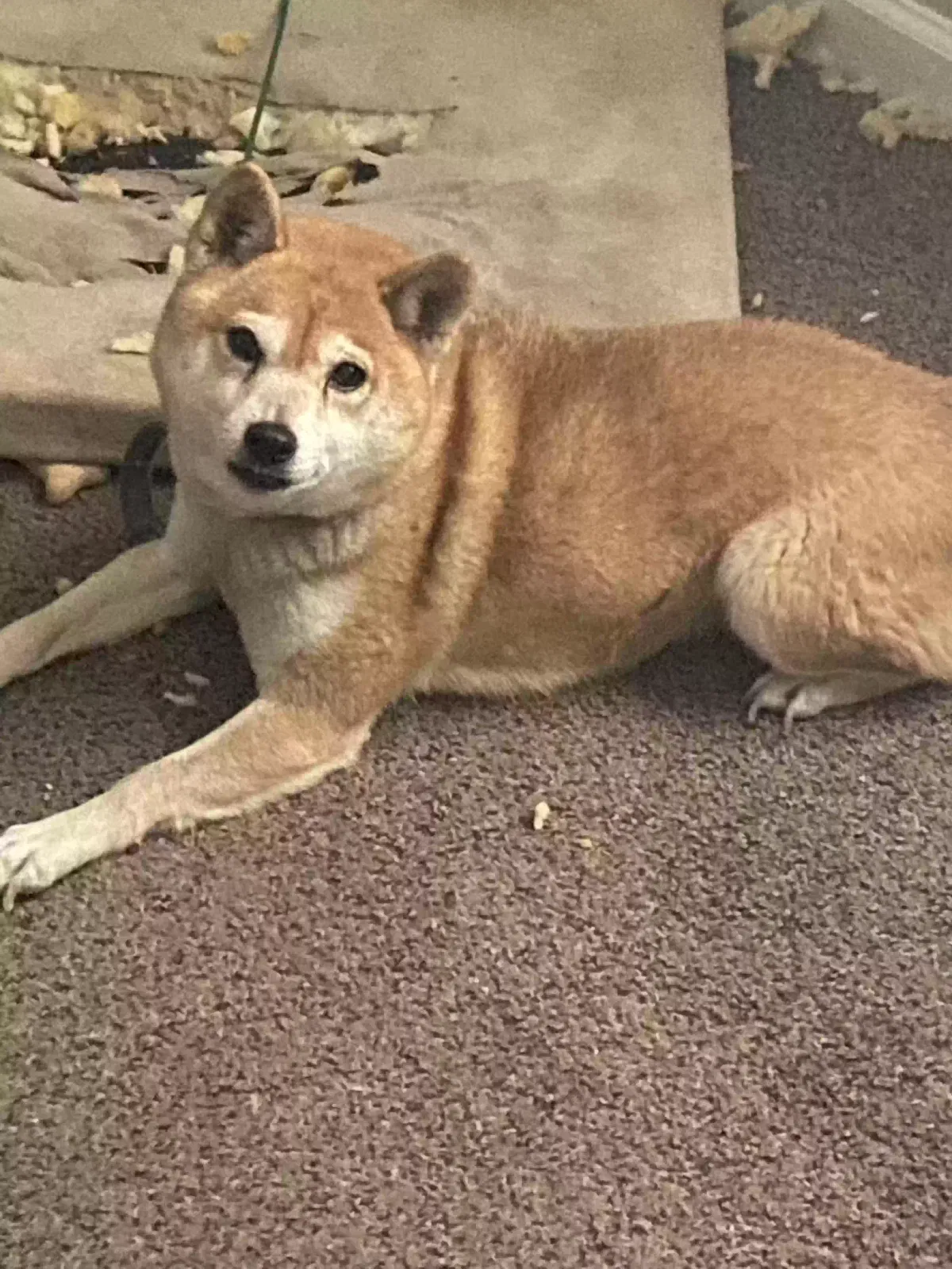 Lost dog in Knoxville, TN, 37914