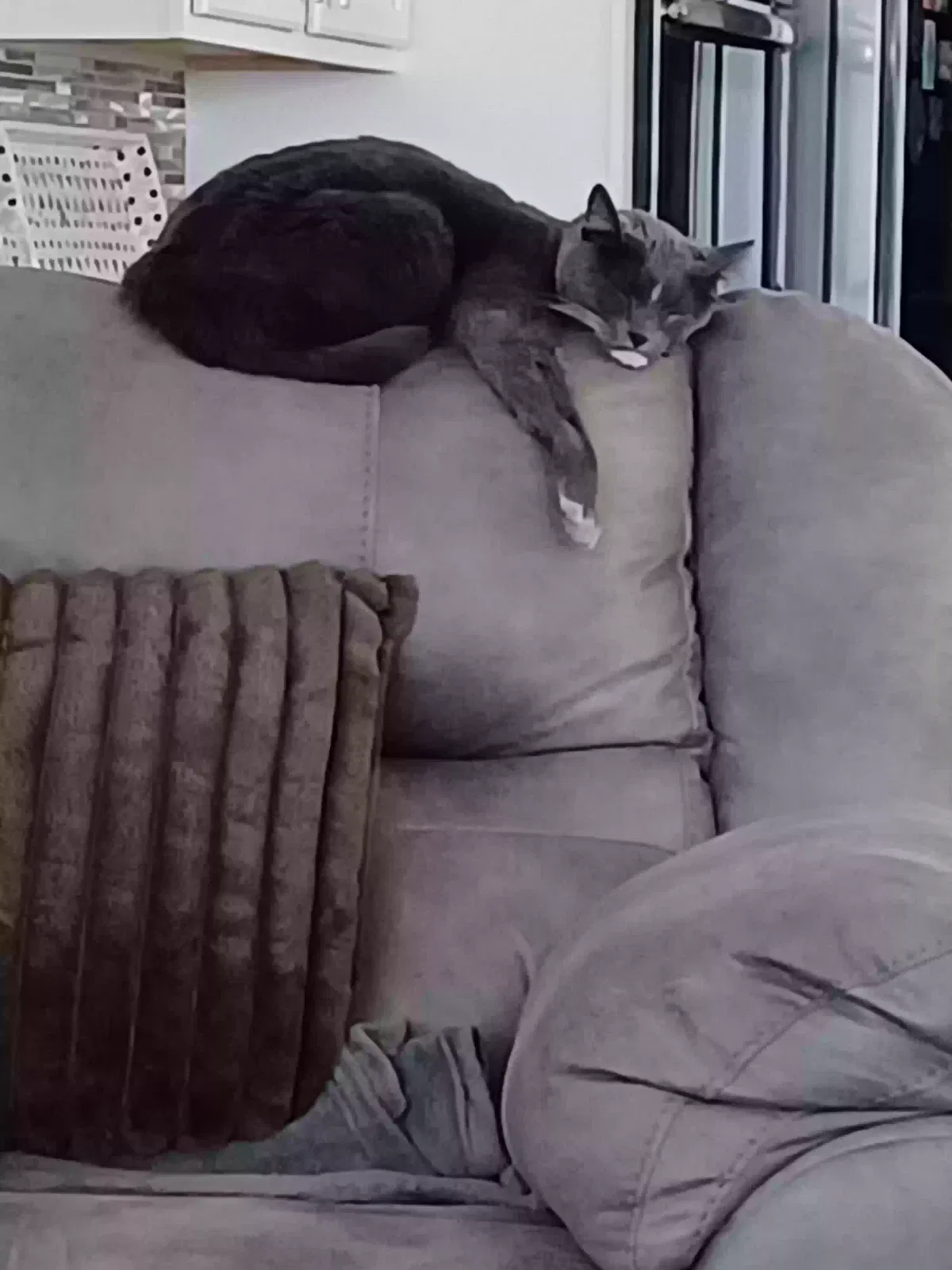Lost cat in Henderson, NV, 89011