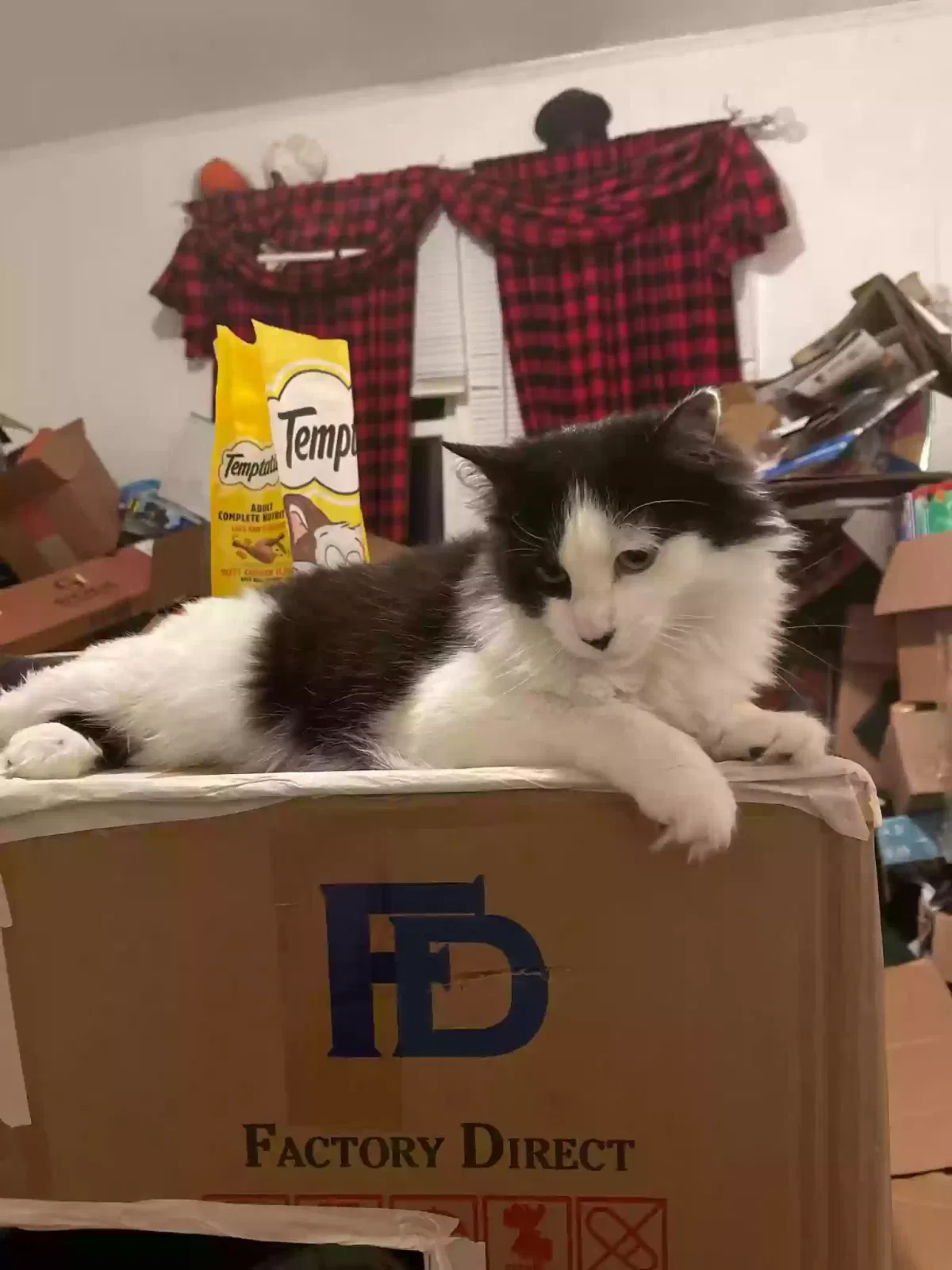 Lost cat in Bristol, TN, 37620